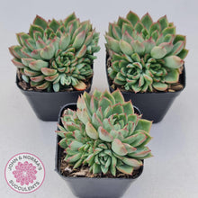 Load image into Gallery viewer, Echeveria Mebina - John & Norma's Succulents