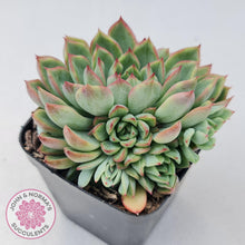 Load image into Gallery viewer, Echeveria Mebina - John & Norma's Succulents
