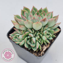 Load image into Gallery viewer, Echeveria Mebina - John & Norma's Succulents