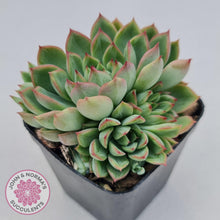Load image into Gallery viewer, Echeveria Mebina - John & Norma's Succulents
