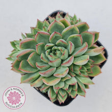 Load image into Gallery viewer, Echeveria Mebina - John & Norma's Succulents