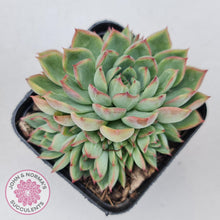 Load image into Gallery viewer, Echeveria Mebina - John & Norma's Succulents