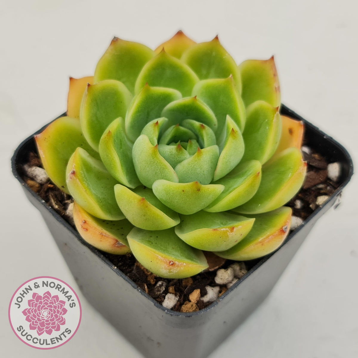 Echeveria Memorial Day