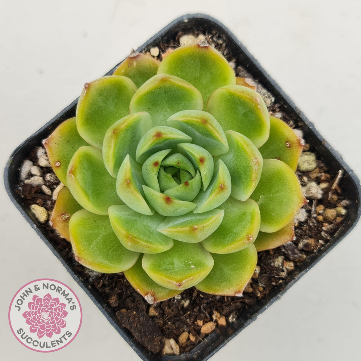 Echeveria Memorial Day