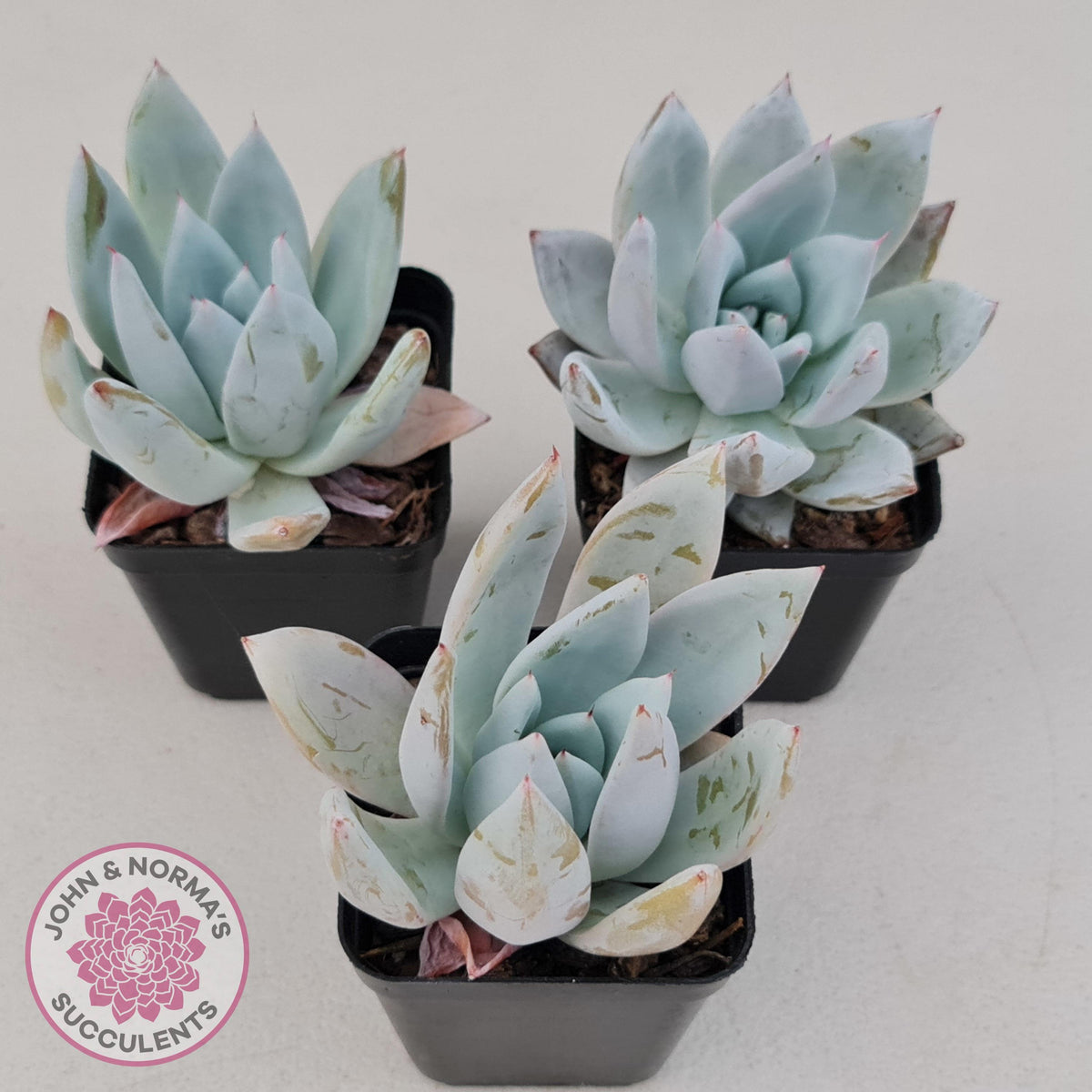 Echeveria 'Mexican Giant'