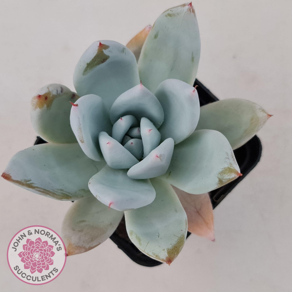 Echeveria 'Mexican Giant'