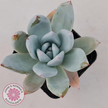 Load image into Gallery viewer, Echeveria 'Mexican Giant' - John & Norma's Succulents