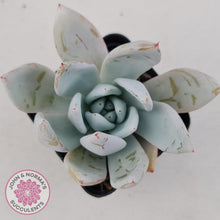 Load image into Gallery viewer, Echeveria 'Mexican Giant' - John & Norma's Succulents
