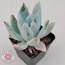 Load image into Gallery viewer, Echeveria 'Mexican Giant' - John & Norma's Succulents