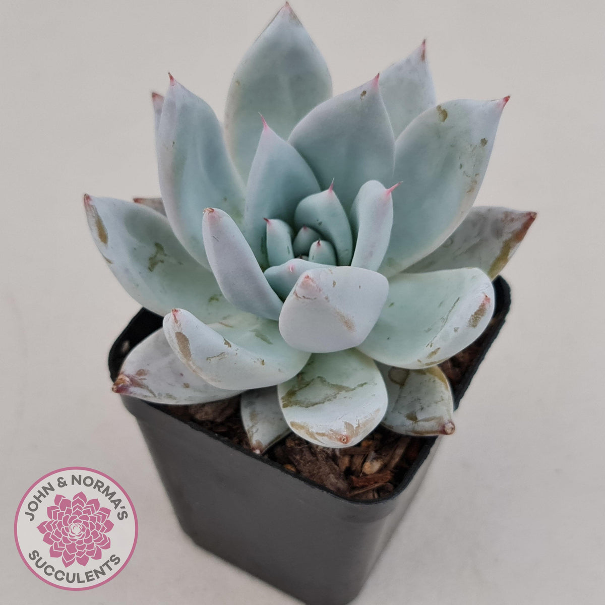 Echeveria 'Mexican Giant'