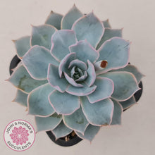 Load image into Gallery viewer, Echeveria Morning Beauty - John & Norma's Succulents