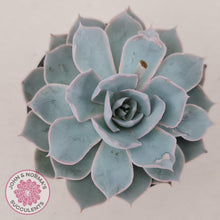 Load image into Gallery viewer, Echeveria Morning Beauty - John & Norma's Succulents