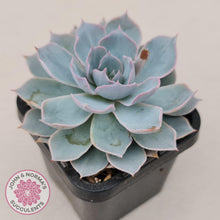Load image into Gallery viewer, Echeveria Morning Beauty - John & Norma's Succulents
