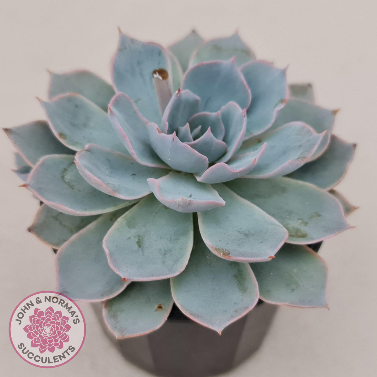 Echeveria Morning Beauty