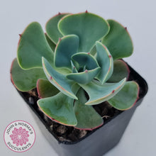 Load image into Gallery viewer, Echeveria Muesli - John & Norma's Succulents Australia