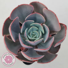 Load image into Gallery viewer, Echeveria Muesli - John & Norma's Succulents Australia