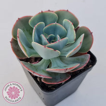 Load image into Gallery viewer, Echeveria Muesli - John & Norma's Succulents Australia