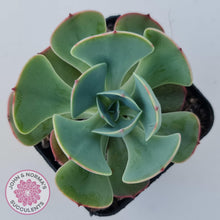 Load image into Gallery viewer, Echeveria Muesli - John & Norma's Succulents Australia