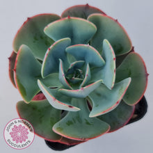Load image into Gallery viewer, Echeveria Muesli - John & Norma's Succulents Australia