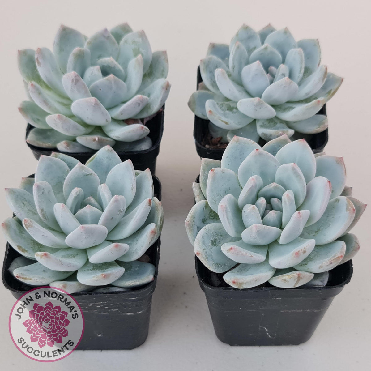 Echeveria Orange Monroe