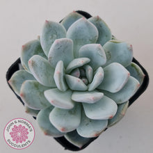 Load image into Gallery viewer, Echeveria Orange Monroe - John & Norma's Succulents Australia