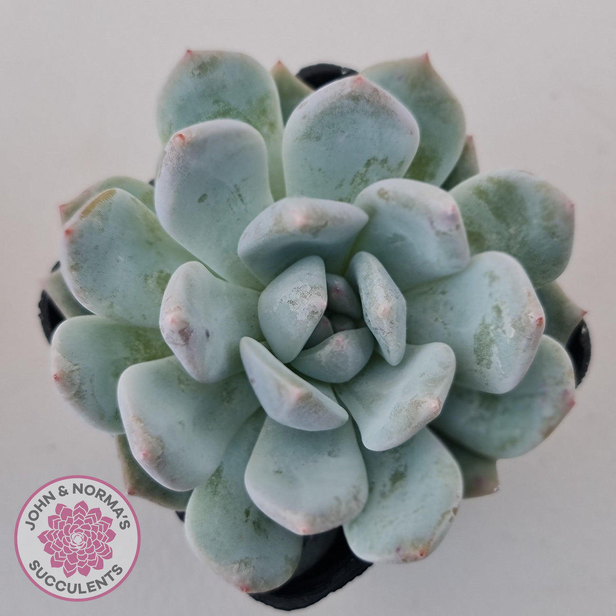 Echeveria Orange Monroe
