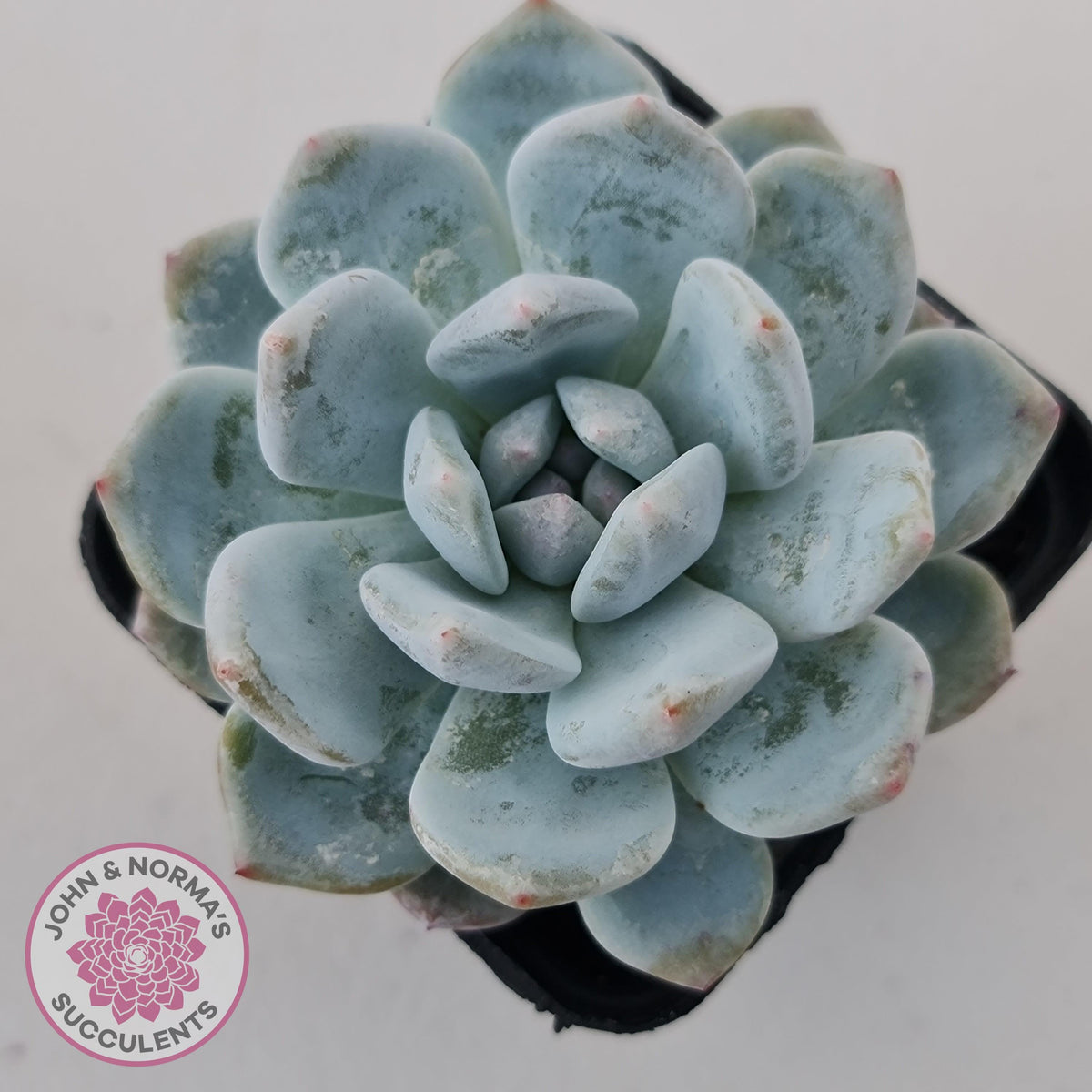 Echeveria Orange Monroe