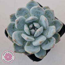 Load image into Gallery viewer, Echeveria Orange Monroe - John & Norma's Succulents Australia