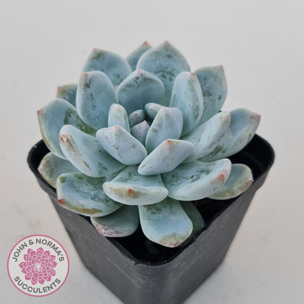 Echeveria Orange Monroe