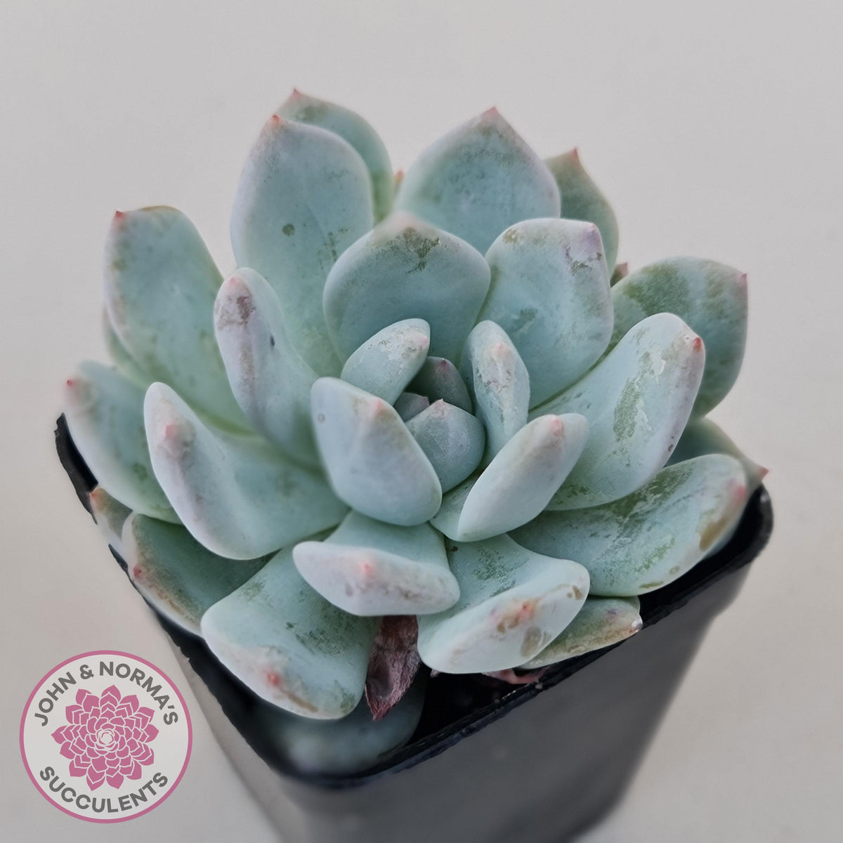 Echeveria Orange Monroe