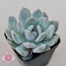 Load image into Gallery viewer, Echeveria Orange Monroe - John & Norma's Succulents Australia