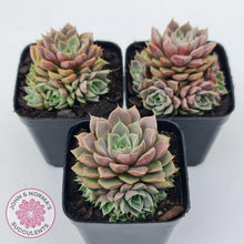 Load image into Gallery viewer, Echeveria Parks Pop Candy (multi) - John & Norma's Succulents Australia