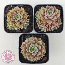 Load image into Gallery viewer, Echeveria Parks Pop Candy (multi) - John & Norma's Succulents Australia