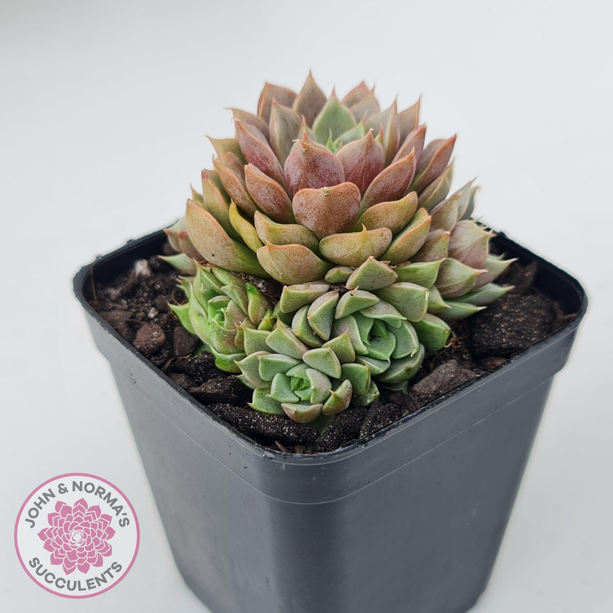 Echeveria Parks Pop Candy (multi)
