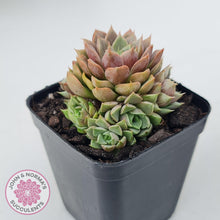Load image into Gallery viewer, Echeveria Parks Pop Candy (multi) - John & Norma's Succulents Australia