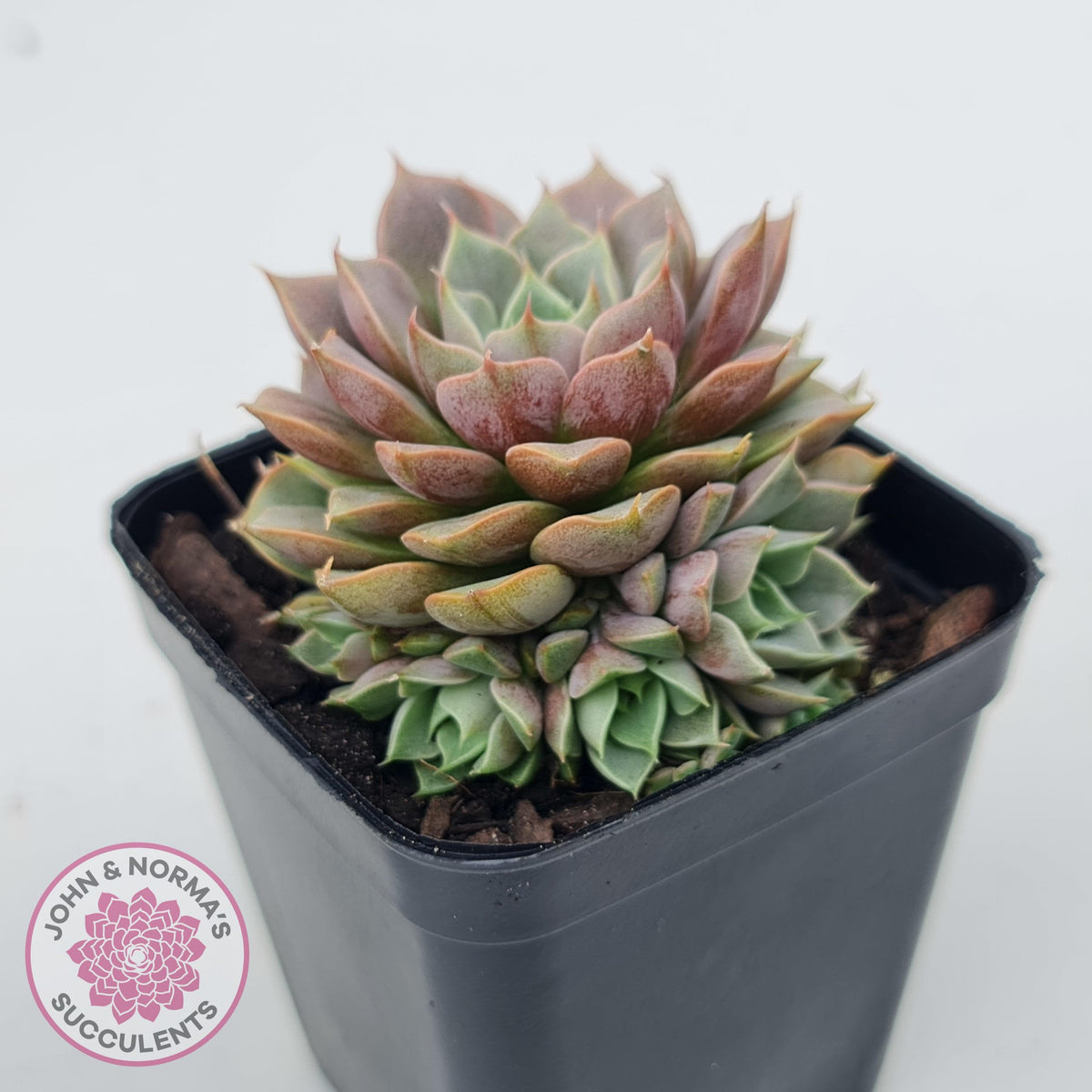 Echeveria Parks Pop Candy (multi)