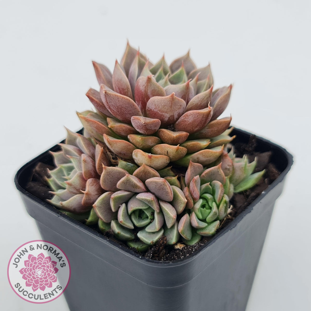 Echeveria Parks Pop Candy (multi)