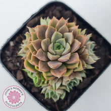 Load image into Gallery viewer, Echeveria Parks Pop Candy (multi) - John & Norma's Succulents Australia