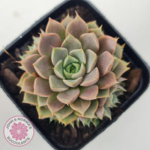 Load image into Gallery viewer, Echeveria Parks Pop Candy (multi) - John & Norma's Succulents Australia