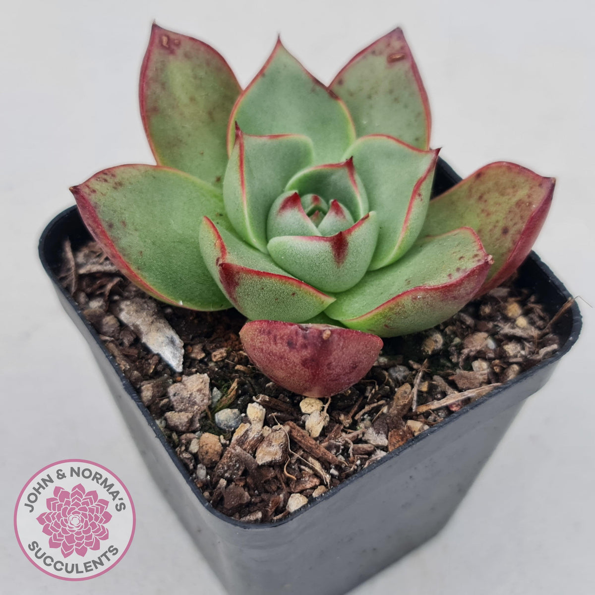 Echeveria 'Paso Doble'
