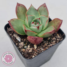 Load image into Gallery viewer, Echeveria 'Paso Doble' - John & Norma's Succulents