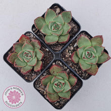 Load image into Gallery viewer, Echeveria 'Paso Doble' - John & Norma's Succulents