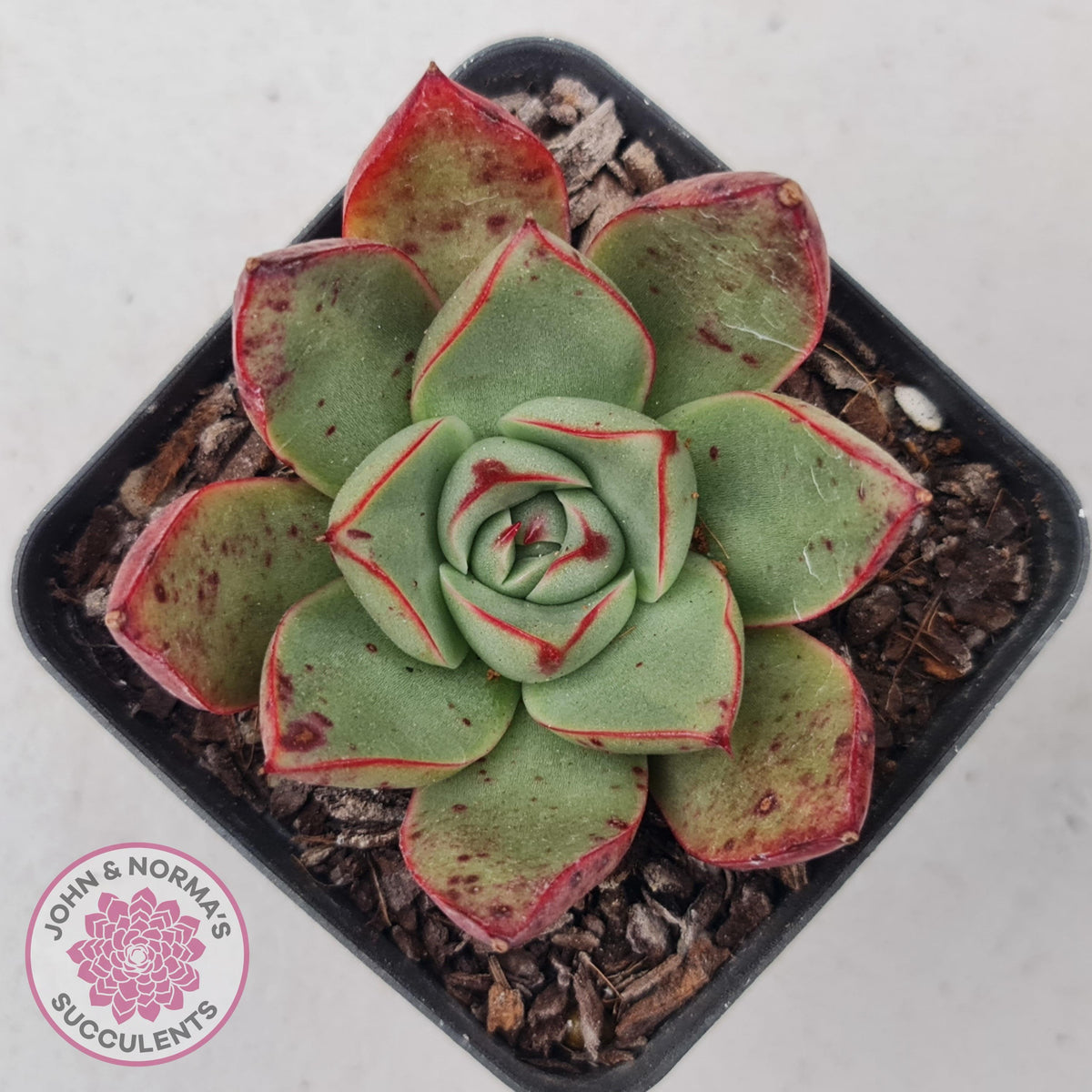 Echeveria 'Paso Doble'