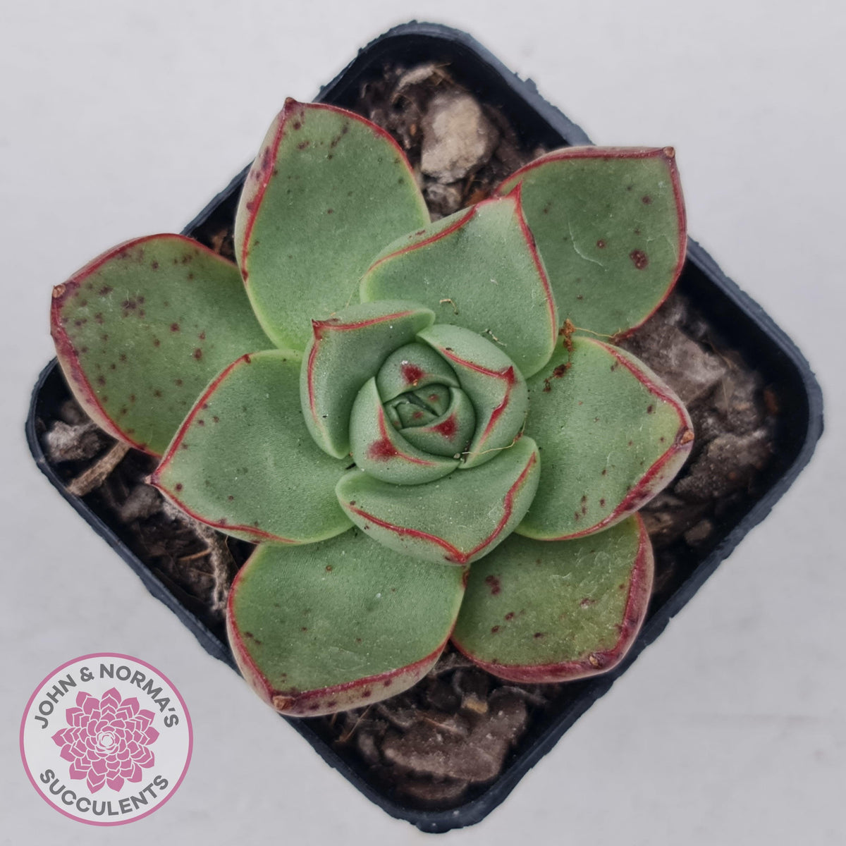 Echeveria 'Paso Doble'