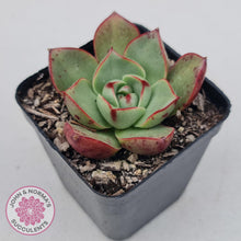 Load image into Gallery viewer, Echeveria 'Paso Doble' - John & Norma's Succulents