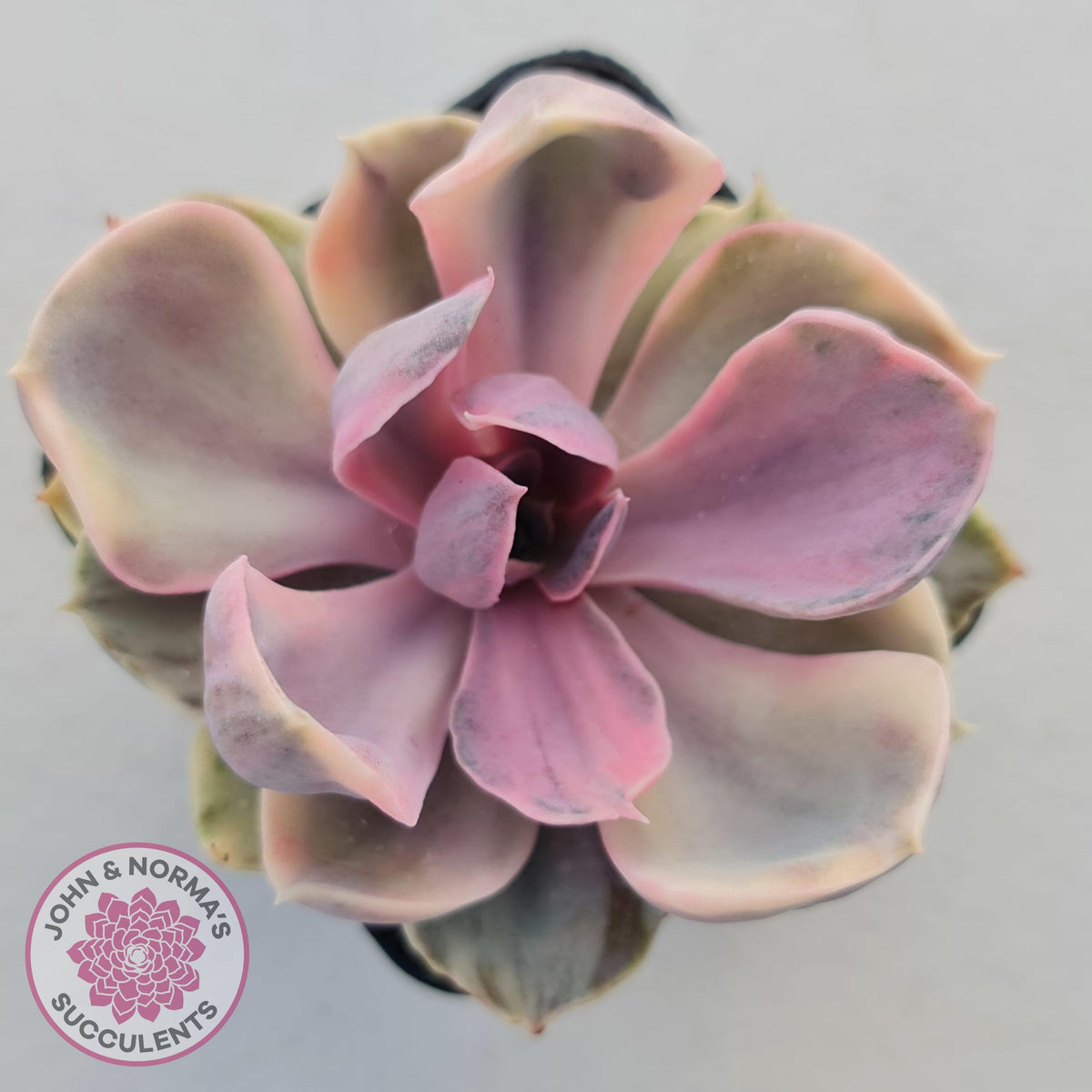Echeveria Perle Von Nurnberg Variegata