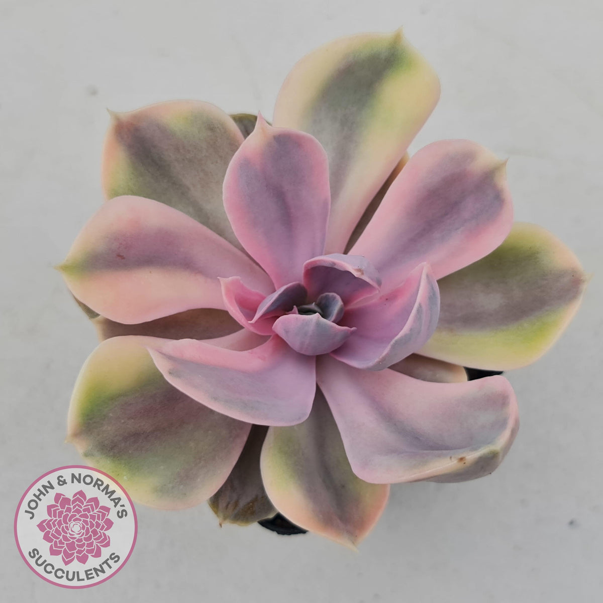 Echeveria Perle Von Nurnberg Variegata