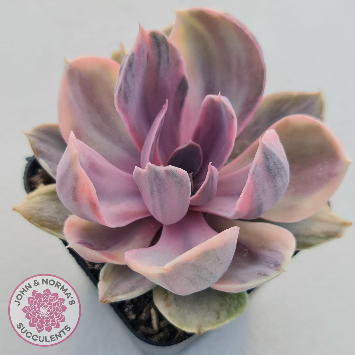 Echeveria Perle Von Nurnberg Variegata