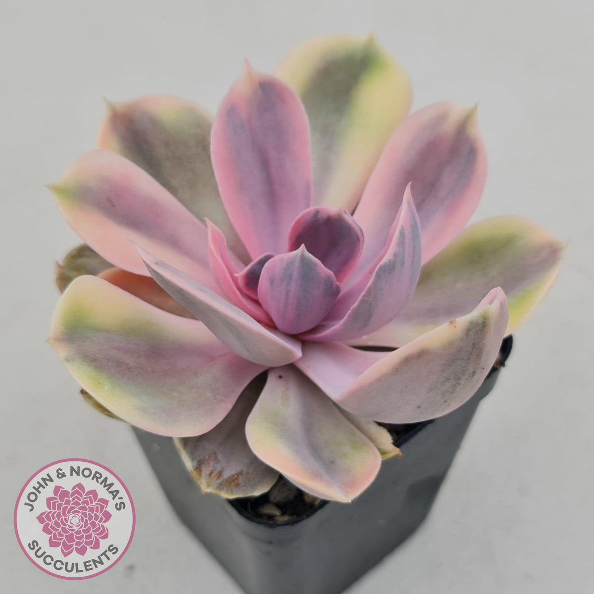 Echeveria Perle Von Nurnberg Variegata