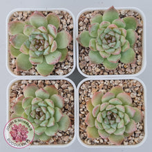 Load image into Gallery viewer, Echeveria 'Pink Diamond'